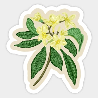 Frangipani Botanical Sticker